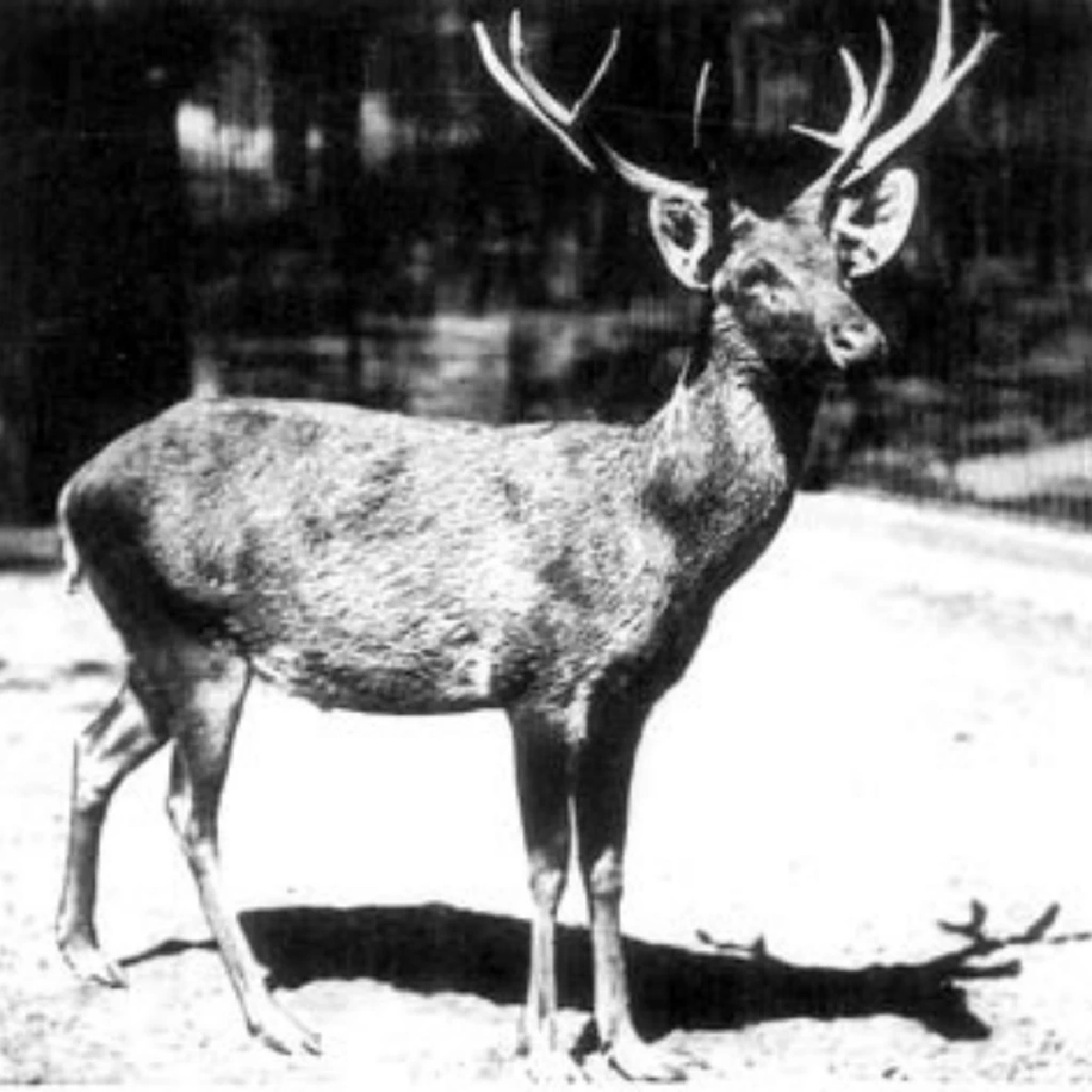สมัน (Schomburgk\'s Deer)