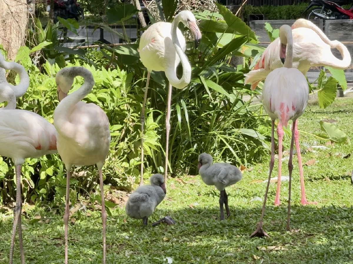 สวนสัตว์เปิดเขาเขียว ต้อนรับ “ลูกนกฟลามิงโก้” 3 ตัว สุขภาพแข็งแรงดี