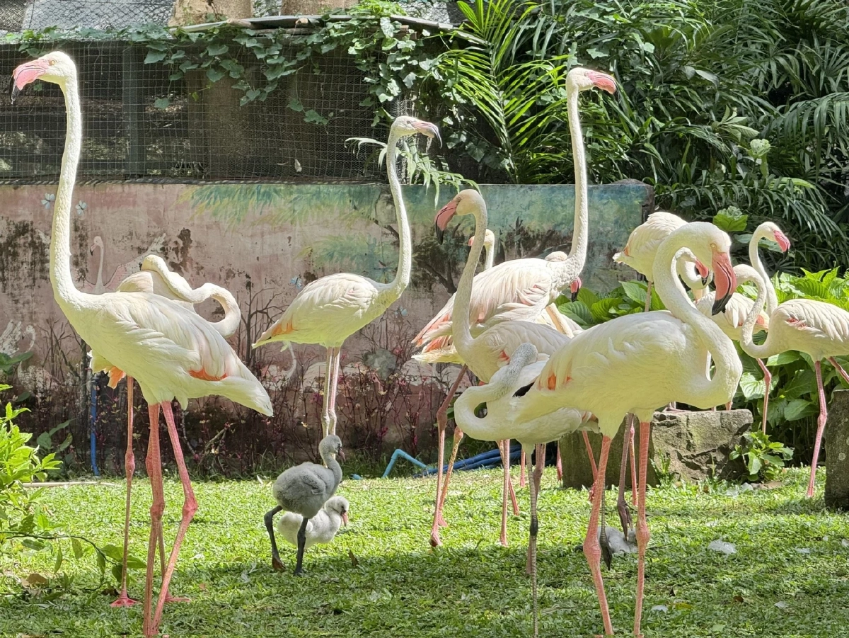 สวนสัตว์เปิดเขาเขียว ต้อนรับ “ลูกนกฟลามิงโก้” 3 ตัว สุขภาพแข็งแรงดี