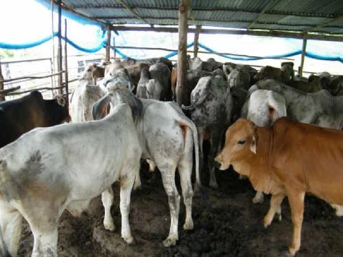 โคไทยต้องรอด ลุยไอเดีย คนไทยกินเนื้อโคไทย กู้วิฤติราคาตกต่ำ