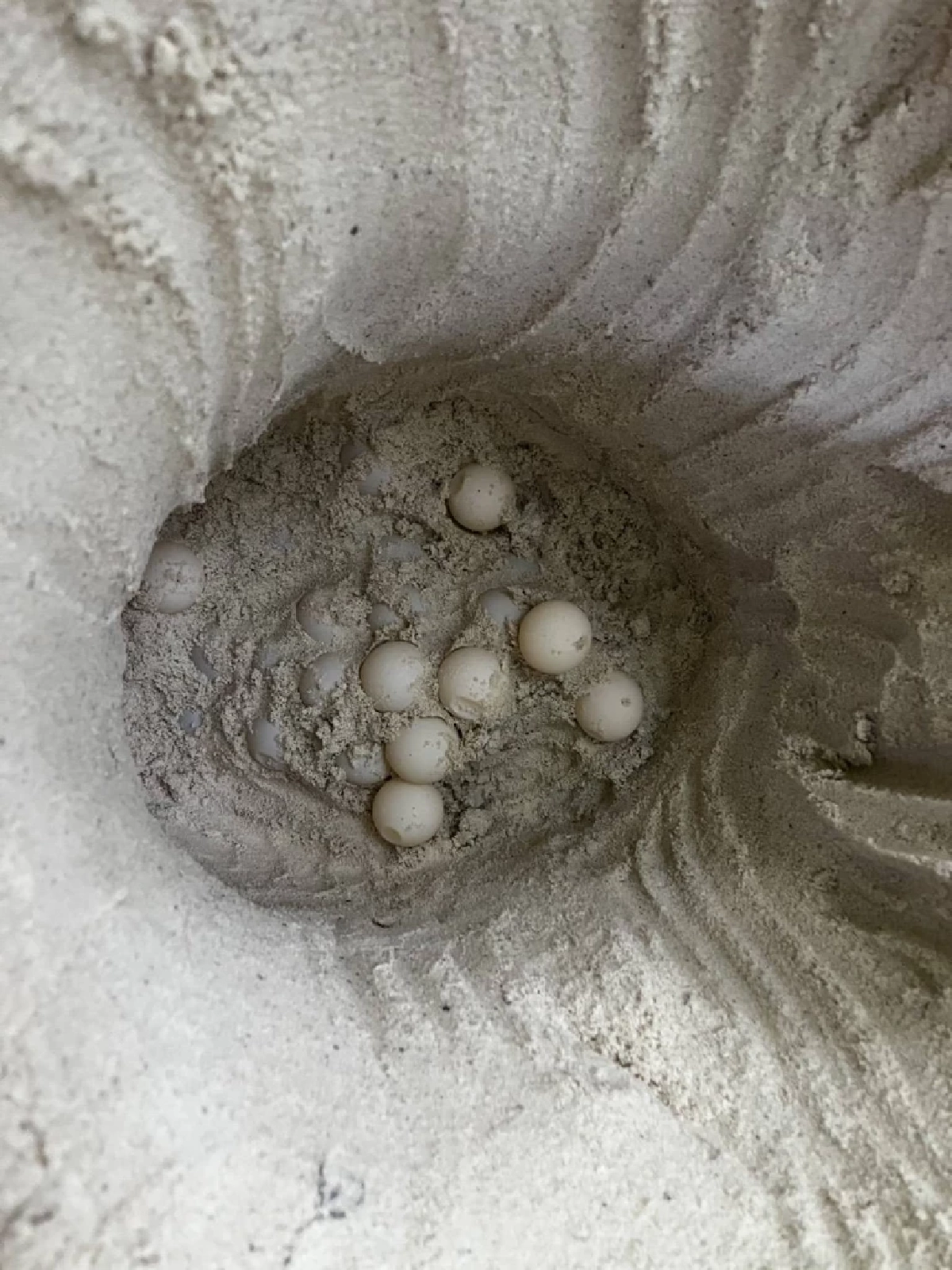 “แม่สายรุ้ง” เต่าตนุขึ้นวางไข่รังที่ 2 หมู่เกาะสิมิลัน ปลุกทะเลไทยคืนชีพ