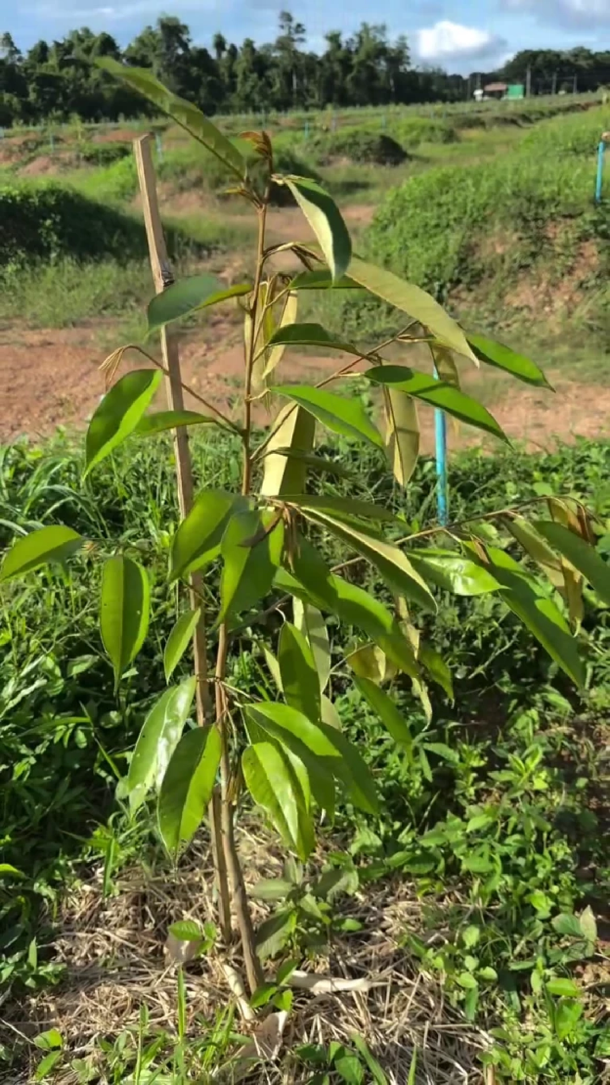 เคน ภูภูมิ อัปเดตความคืบหน้าสวนทุเรียนบนพื้นที่กว่า 200 ไร่