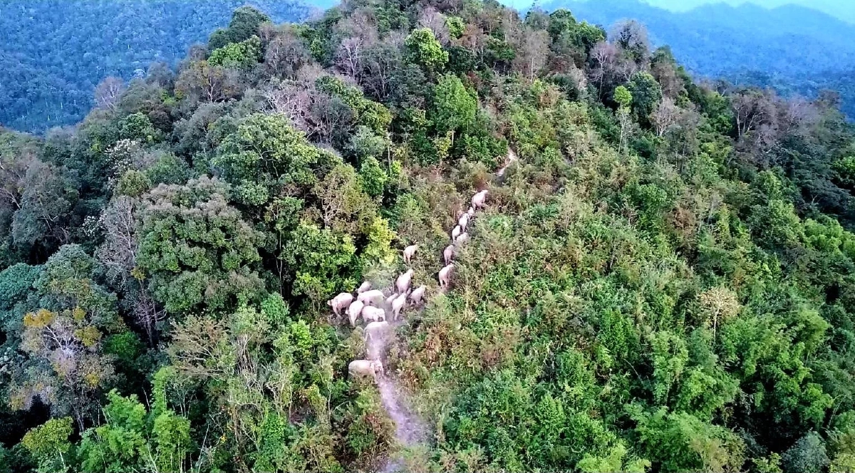โคลงช้างป่าใหญ่สุดในภูหลวง! พบกว่า 52 ตัว “แม่แปก” จ่าโคลงตัวใหญ่ที่สุดในเลย