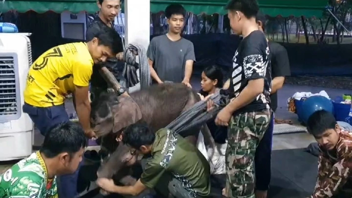 \"ข้าวต้ม\"ลูกช้างป่า เจอวิกฤตน้ำตาลตก อาการน่าเป็นห่วง