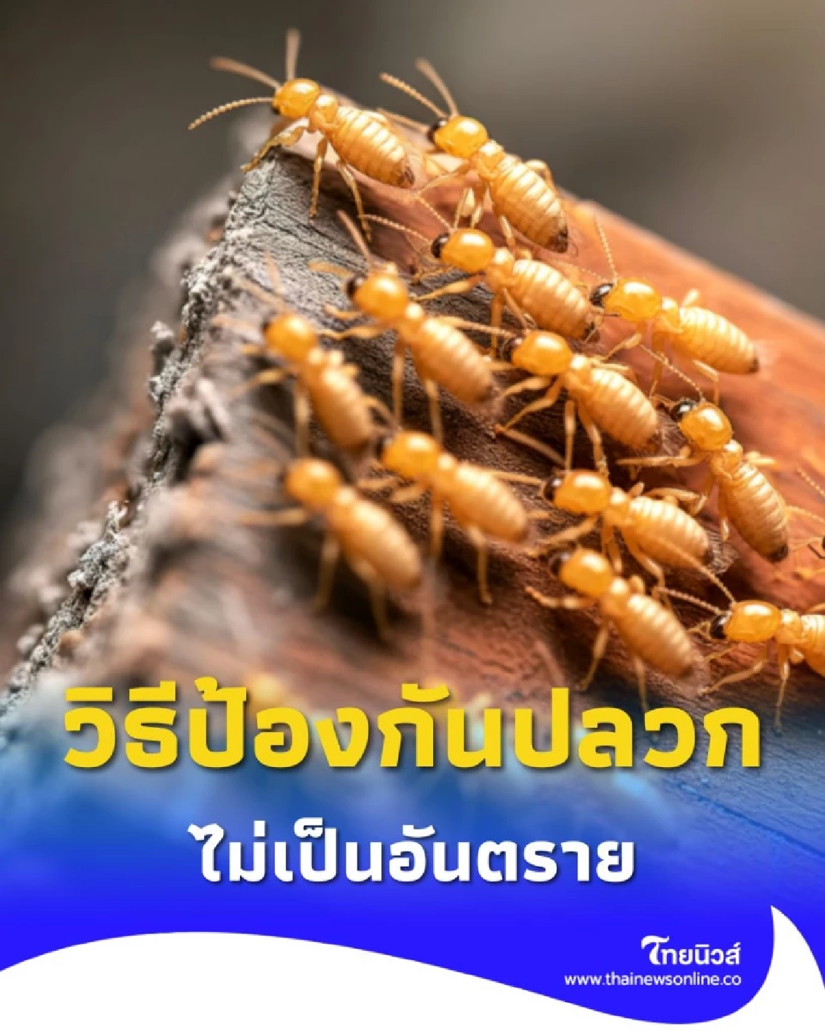 วิธีป้องกันปลวกแบบง่ายๆ และไม่เป็นอันตรายกับคนและสัตว์เล็ก