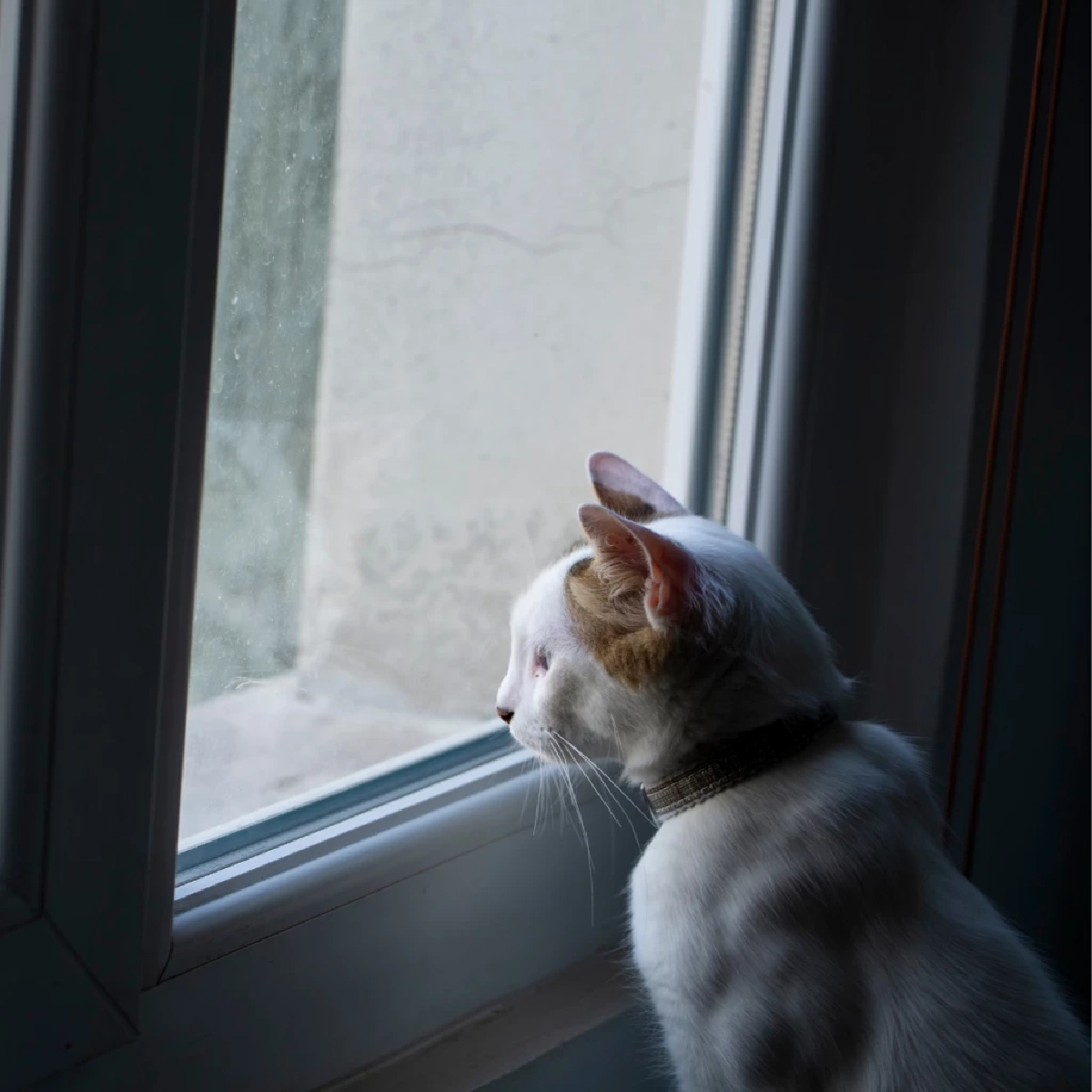 แมวอยู่ลำพังได้กี่ชั่วโมง? รู้ไว้ก่อนปล่อยแมวเหงา