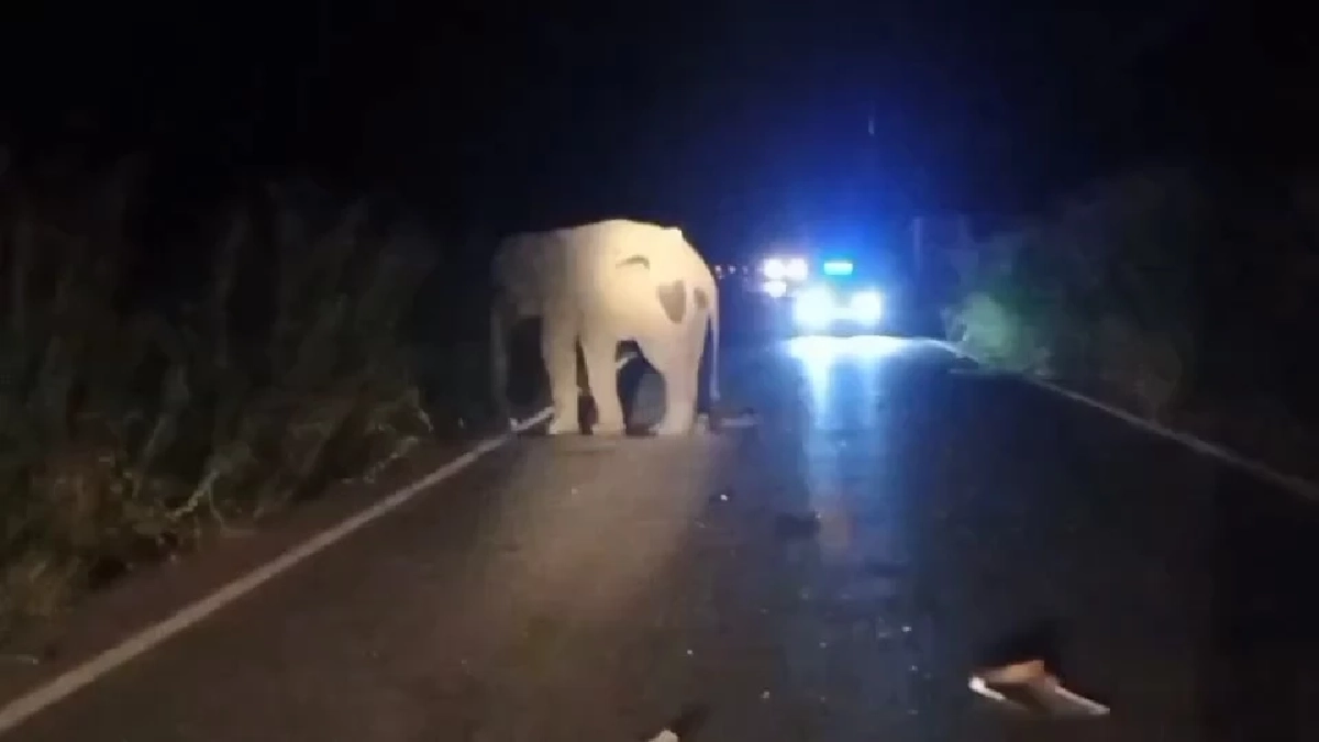 ติดตามอาการช้างป่าเขาอ่างฤาไน หลังถูกรถกู้ภัยชนได้รับบาดเจ็บ