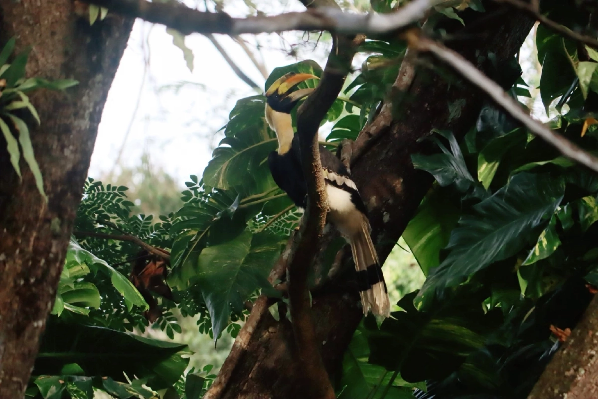 "นกกก" หรือ "นกกาฮัง" สัญลักษณ์แห่งรักแท้ของผืนป่าไทย