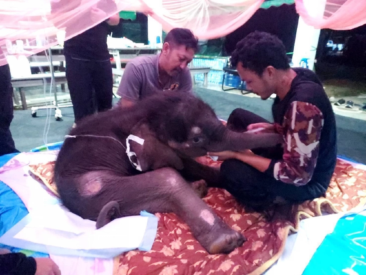 ลูกช้าง “พังข้าวต้ม” ยังไม่พ้นวิกฤต! ทีมสัตวแพทย์เฝ้า 24 ชม. หลังพบภาวะน้ำตาลต่ำ