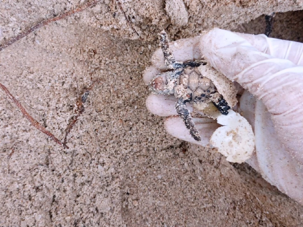 “ปิดฤดูกาลฟักไข่เต่ากระเกาะทะลุ รังสุดท้ายปี 2568 สะท้อนความสมบูรณ์ทะเลอ่าวไทย”