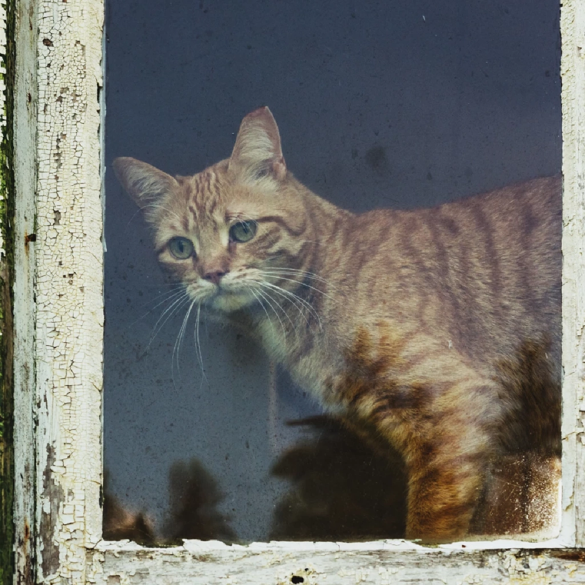 แมวอยู่ลำพังได้กี่ชั่วโมง? รู้ไว้ก่อนปล่อยแมวเหงา