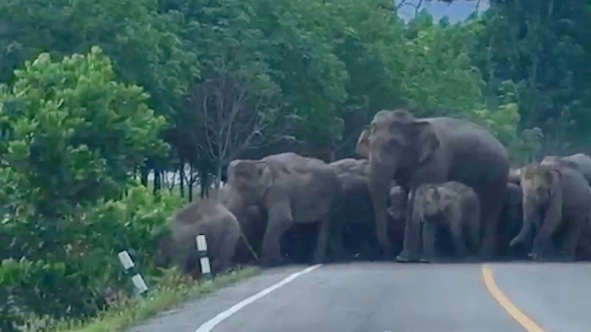 กรมอุทยานฯ ผุดแนวคิด ใช้วัคซีนคุมกำเนิดช้างป่าตะวันออก