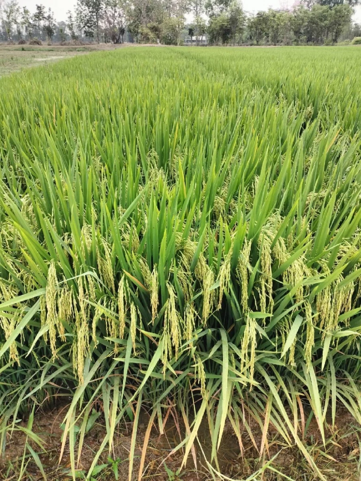 เปิดตัวข้าว 4 พันธุ์ใหม่ คุณภาพสุดล้ำ ตอบโจทย์ชาวนา-ผู้บริโภค