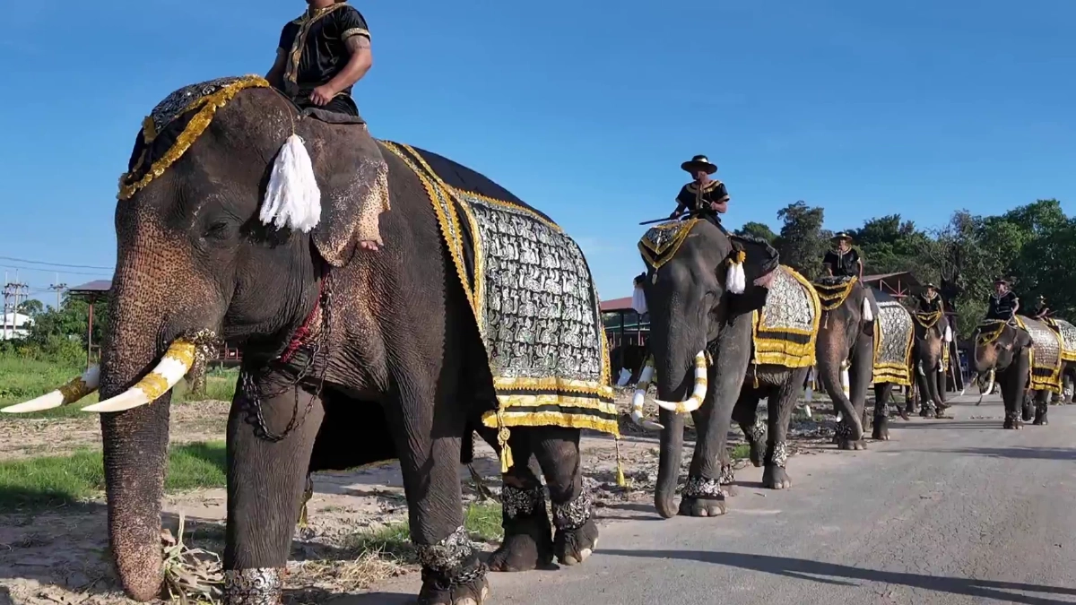 วังช้างอยุธยานำช้าง 9 เชือก หมอบกราบถวายความอาลัยพระพันปีหลวง