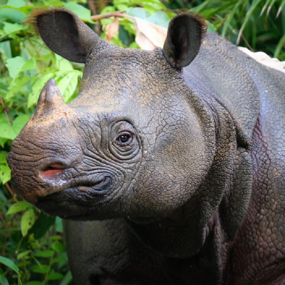 แรดชวา (Javan Rhinoceros)