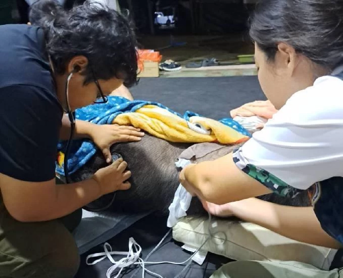 ลูกช้าง “พังข้าวต้ม” ยังไม่พ้นวิกฤต! ทีมสัตวแพทย์เฝ้า 24 ชม. หลังพบภาวะน้ำตาลต่ำ