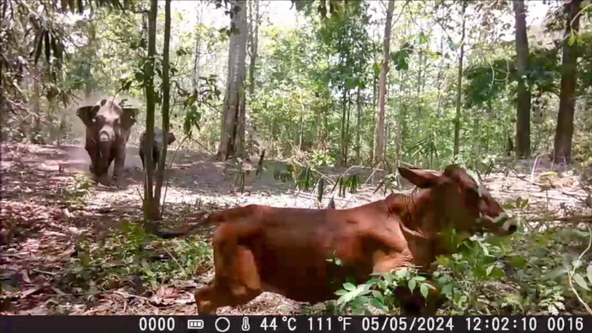 กรมอุทยานฯ ผุดแนวคิด ใช้วัคซีนคุมกำเนิดช้างป่าตะวันออก