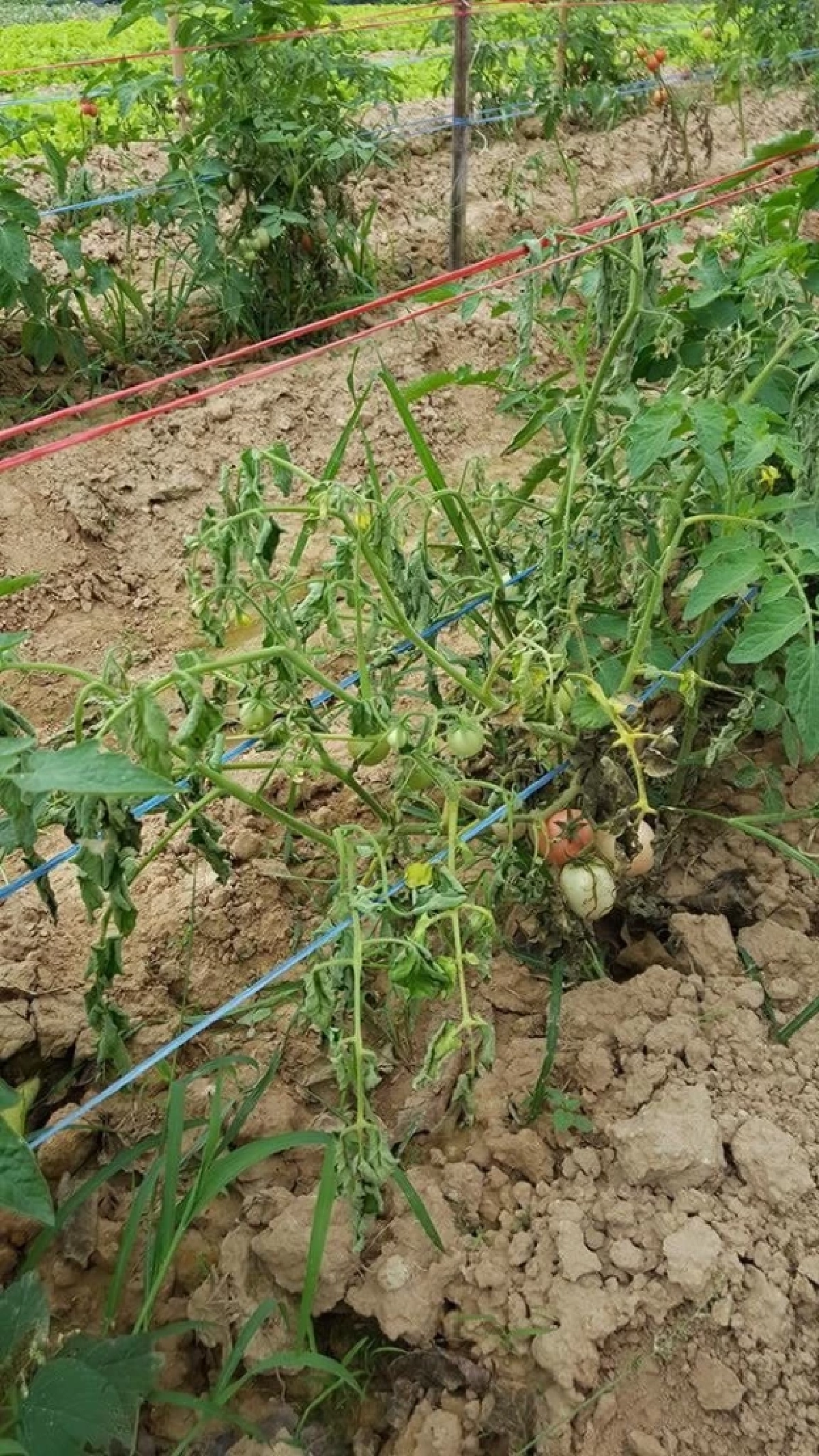 ระวังหนอนแมลงวันชอนใบ และโรคเหี่ยว ทำลายสวนมะเขือเทศ