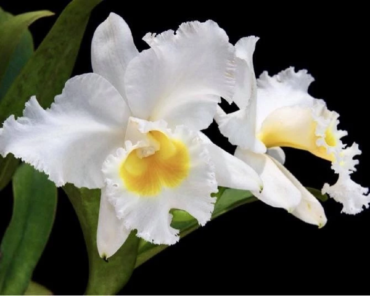 กล้วยไม้แคทลียาควีนสิริกิติ์ / ขอบคุณภาพ @สวนพฤกษศาสตร์สมเด็จพระนางเจ้าสิริกิติ์