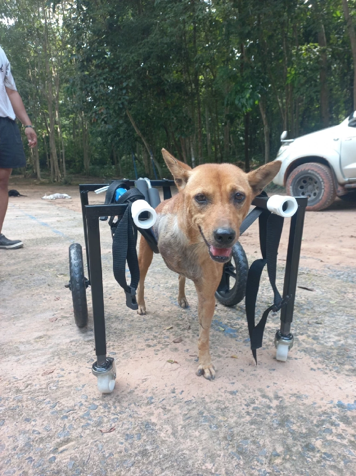 หมาชายแดนสุรินทร์ “ขาขาด” ถูกแร้วดักสัตว์ ตชด. ช่วยชีวิตไว้ หาบ้านใหม่ด่วนก่อนเกิดปะทะ!