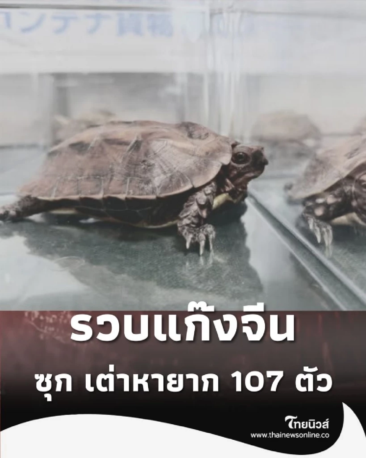 ช็อกโอกินาวะ รวบแก๊งจีน ซุก เต่าหายาก 107 ตัว ในกล่องบิสกิต