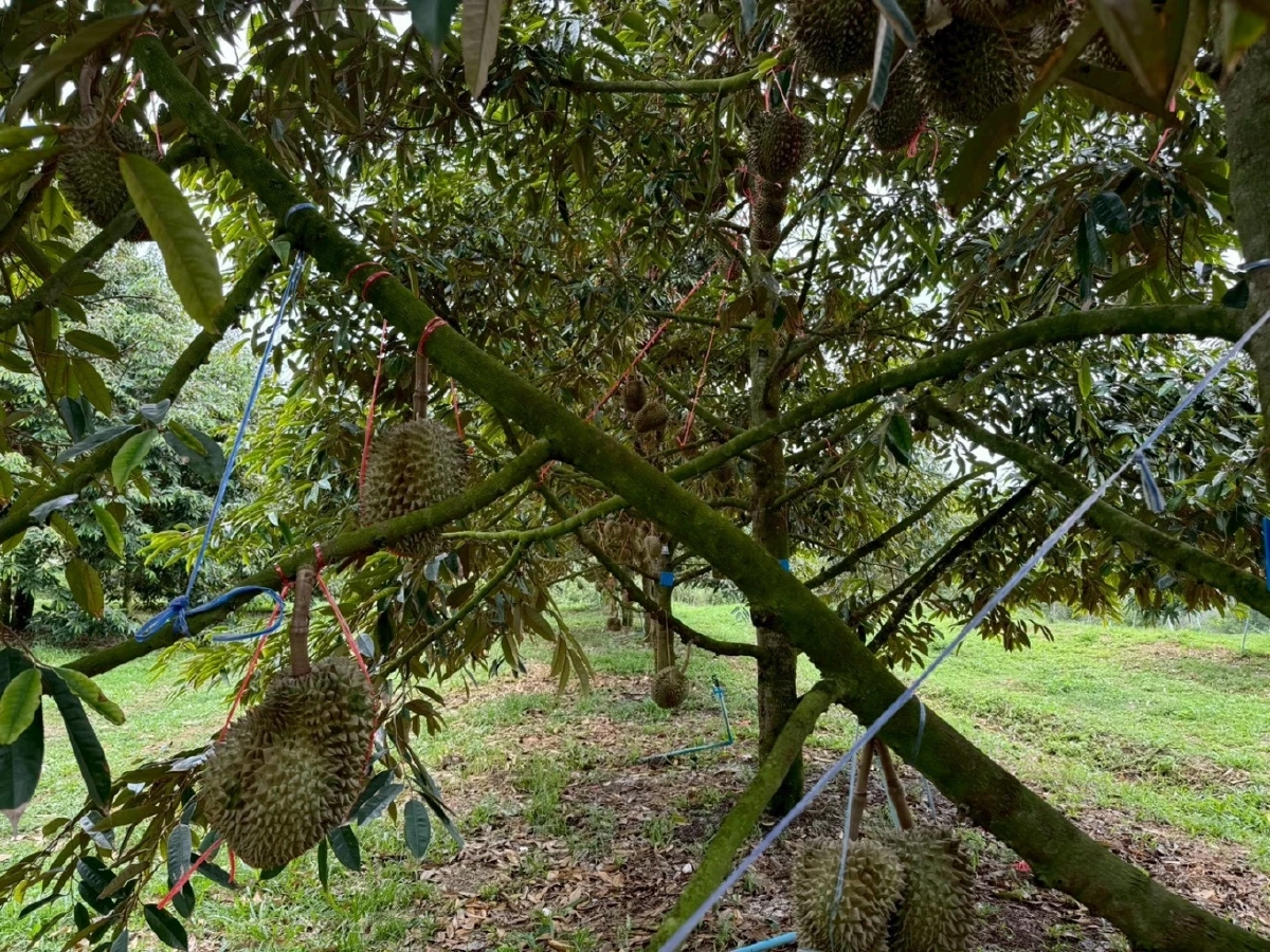 กรมทรัพย์สินทางปัญญา ดัน \"ทุเรียนชุมพร\" ขึ้นแท่น GI น้องใหม่