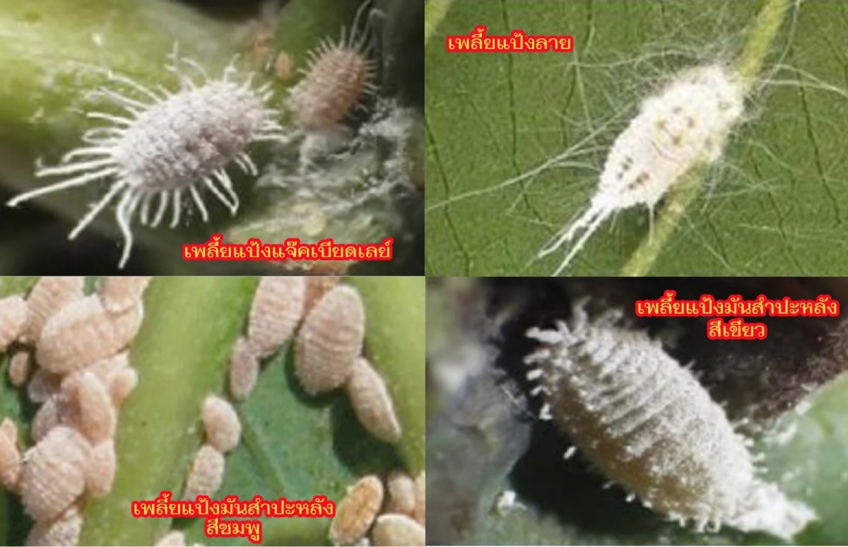 10 แมลงศัตรูพืช เกษตรกรต้องรู้ทัน ป้องกันถูกจุด รายได้ไม่มีตก