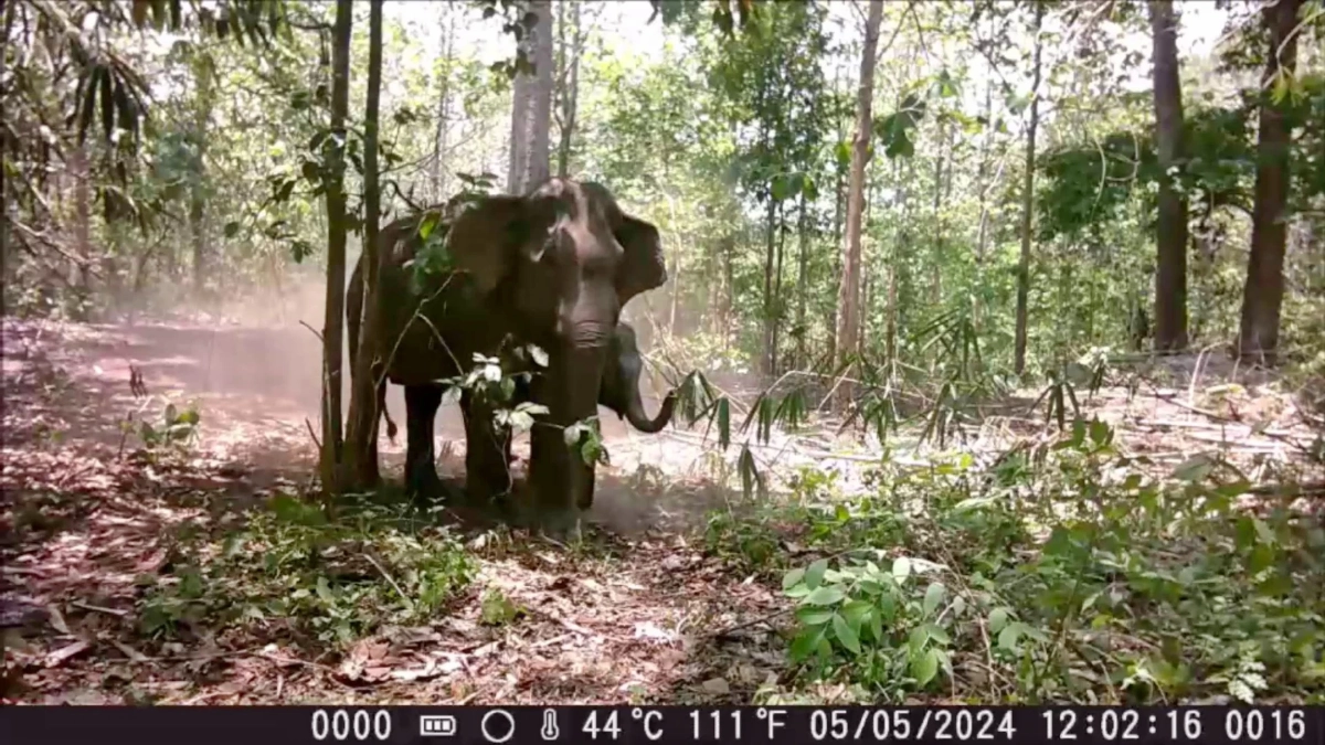 กรมอุทยานฯ ผุดแนวคิด ใช้วัคซีนคุมกำเนิดช้างป่าตะวันออก
