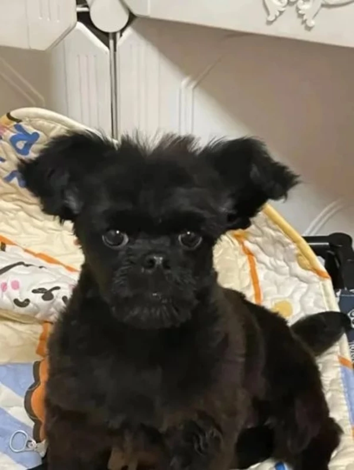 สาวได้ลูกสุนัขมา คนขายบอกพันธุ์แท้ แต่เลี้ยงไปสักพักเริ่มเอ๊ะ