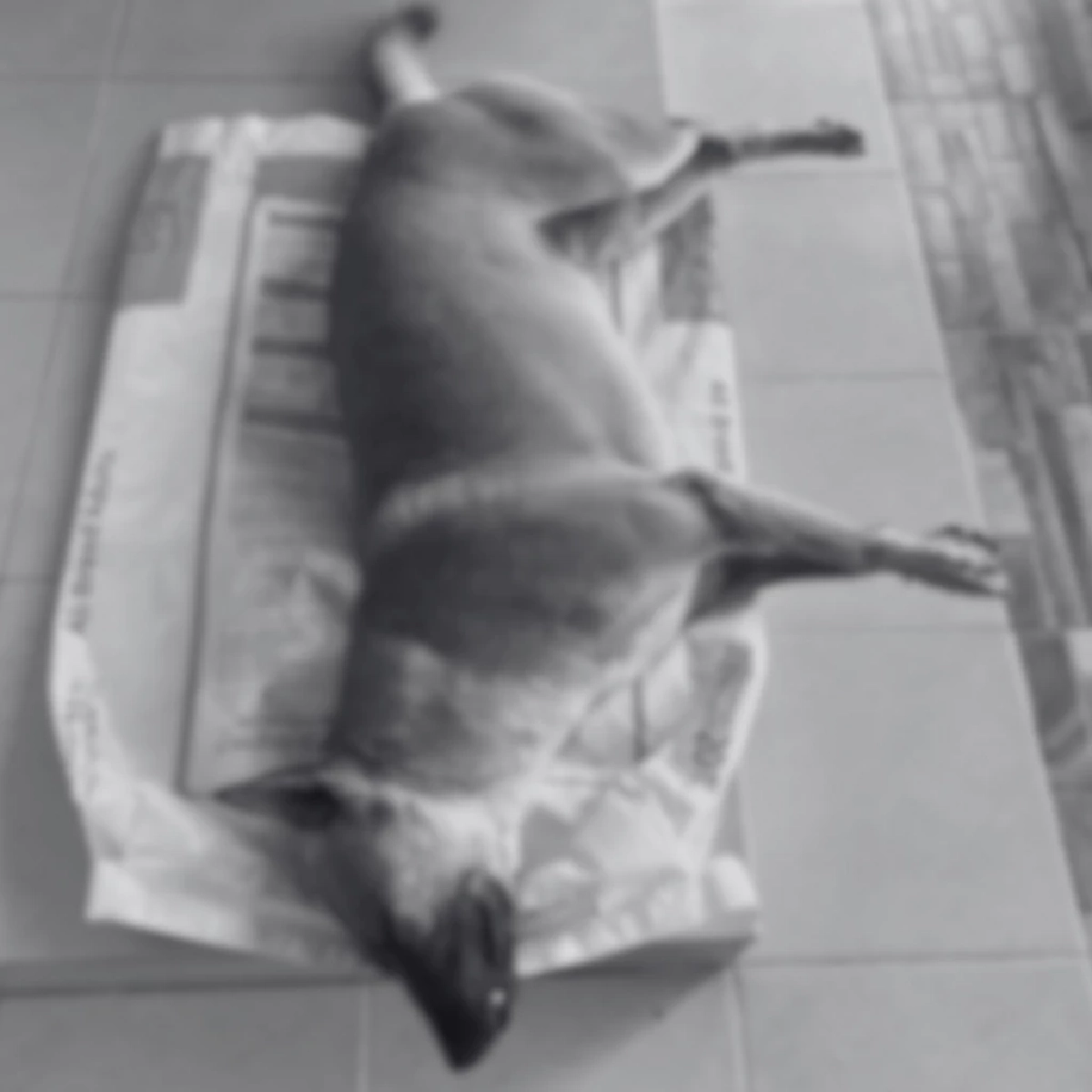 สะเทือนใจ! น้องหมาถูกวางยาเบื่อดับหน้าบ้านตัวเอง