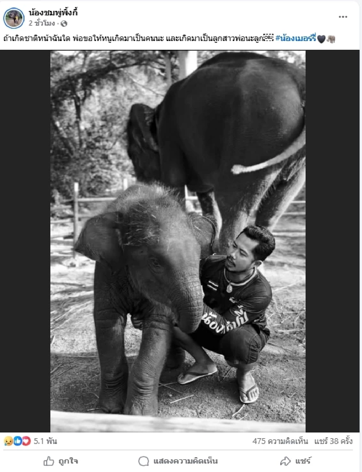 เศร้า \"น้องเมอร์รี่\" ลูกช้างแสนซน สู้ไม่ไหว กลับดาวกลางดึก