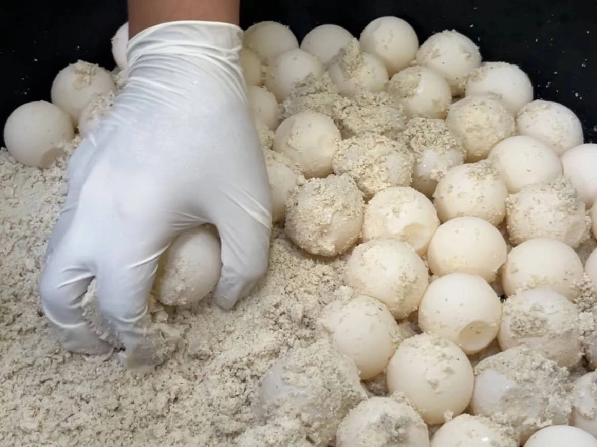 “แม่สายรุ้ง” เต่าตนุขึ้นวางไข่รังที่ 2 หมู่เกาะสิมิลัน ปลุกทะเลไทยคืนชีพ