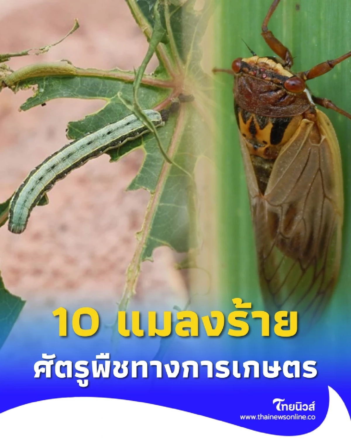 10 แมลงศัตรูพืช เกษตรกรต้องรู้ทัน ป้องกันถูกจุด รายได้ไม่มีตก