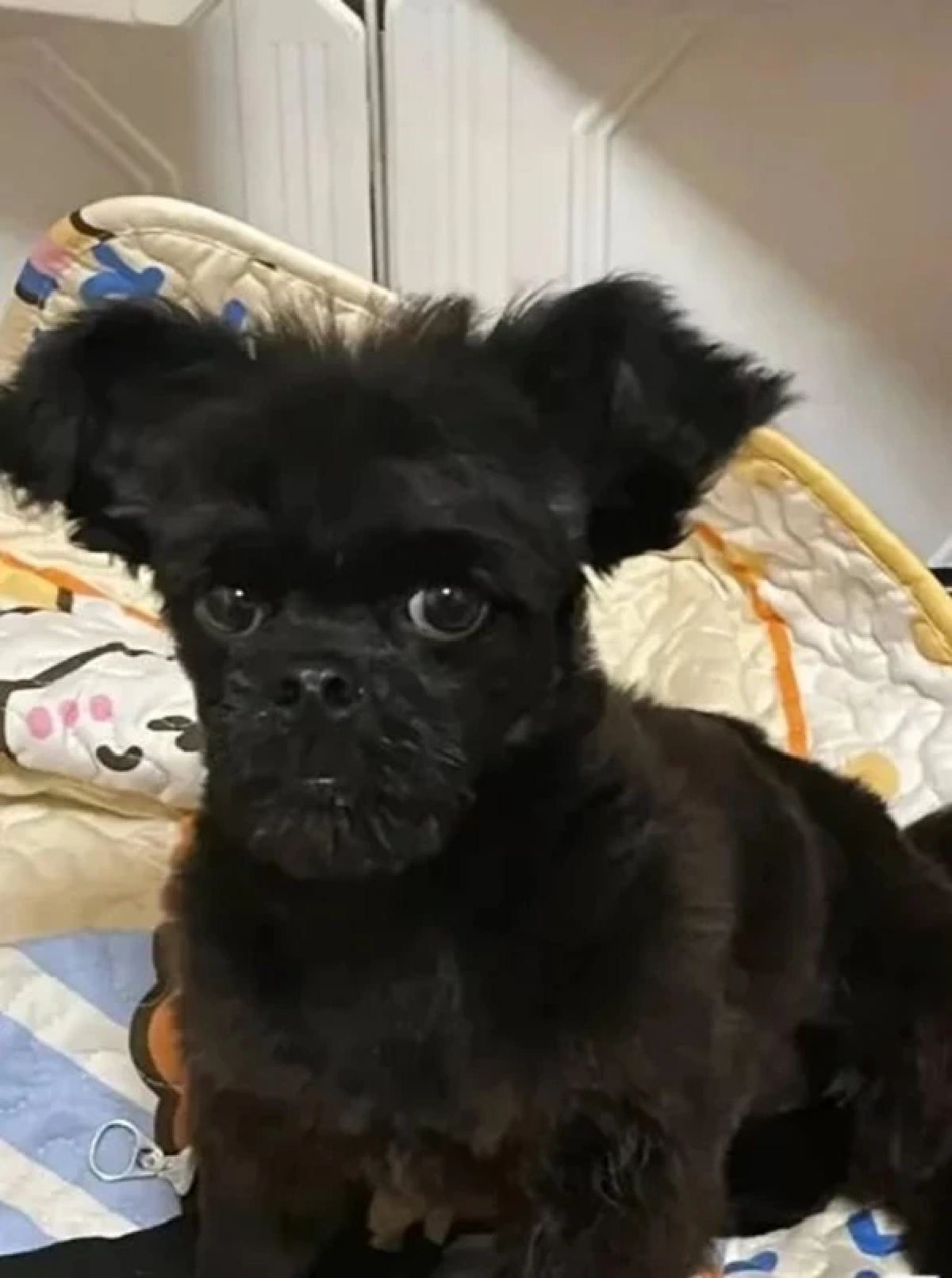 สาวได้ลูกสุนัขมา คนขายบอกพันธุ์แท้ แต่เลี้ยงไปสักพักเริ่มเอ๊ะ