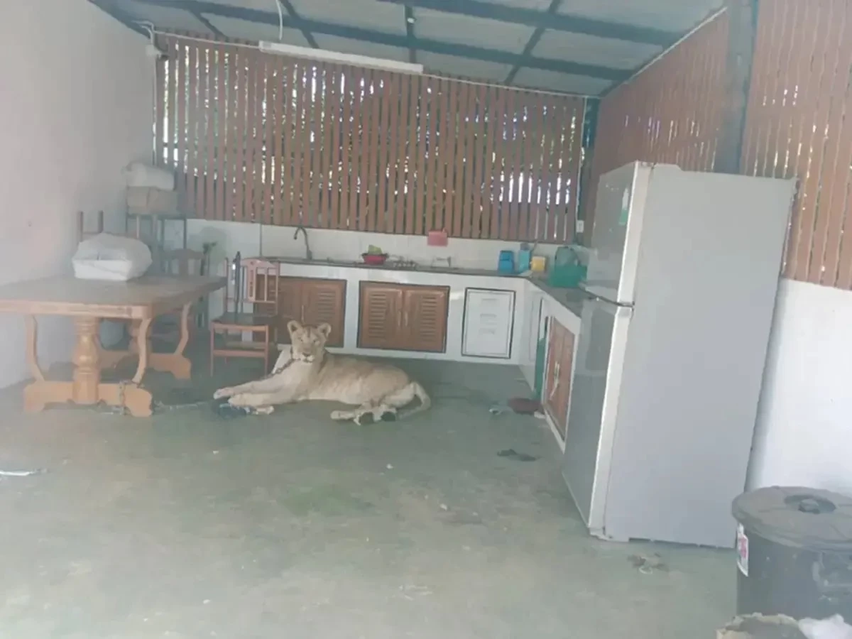 สิงโตหลุดกัดคน อินฟลูฯดังโพสต์ขอโทษ พร้อมจบเรื่องเอง