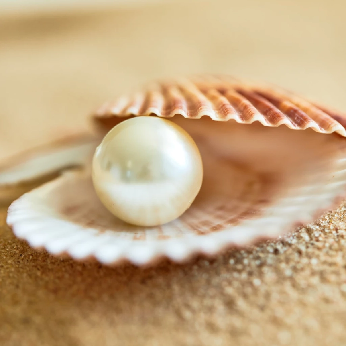 ไข่มุกเกิดจากอะไร เผยความลับธรรมชาติในตัวหอยมุก