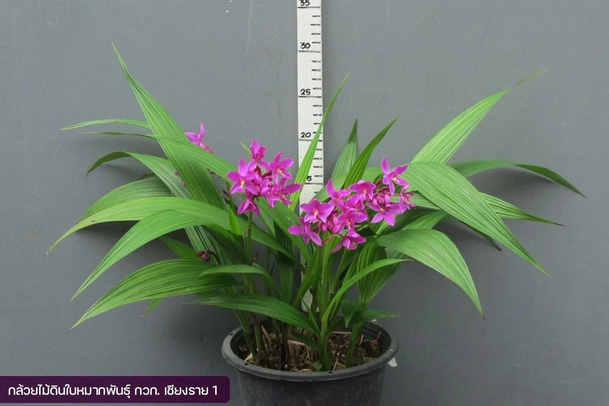 พลิกวงการกล้วยไม้ เปิดตัว 2 พันธุ์ใหม่ สวย โตเร็ว ขายได้ไวทันตลาด