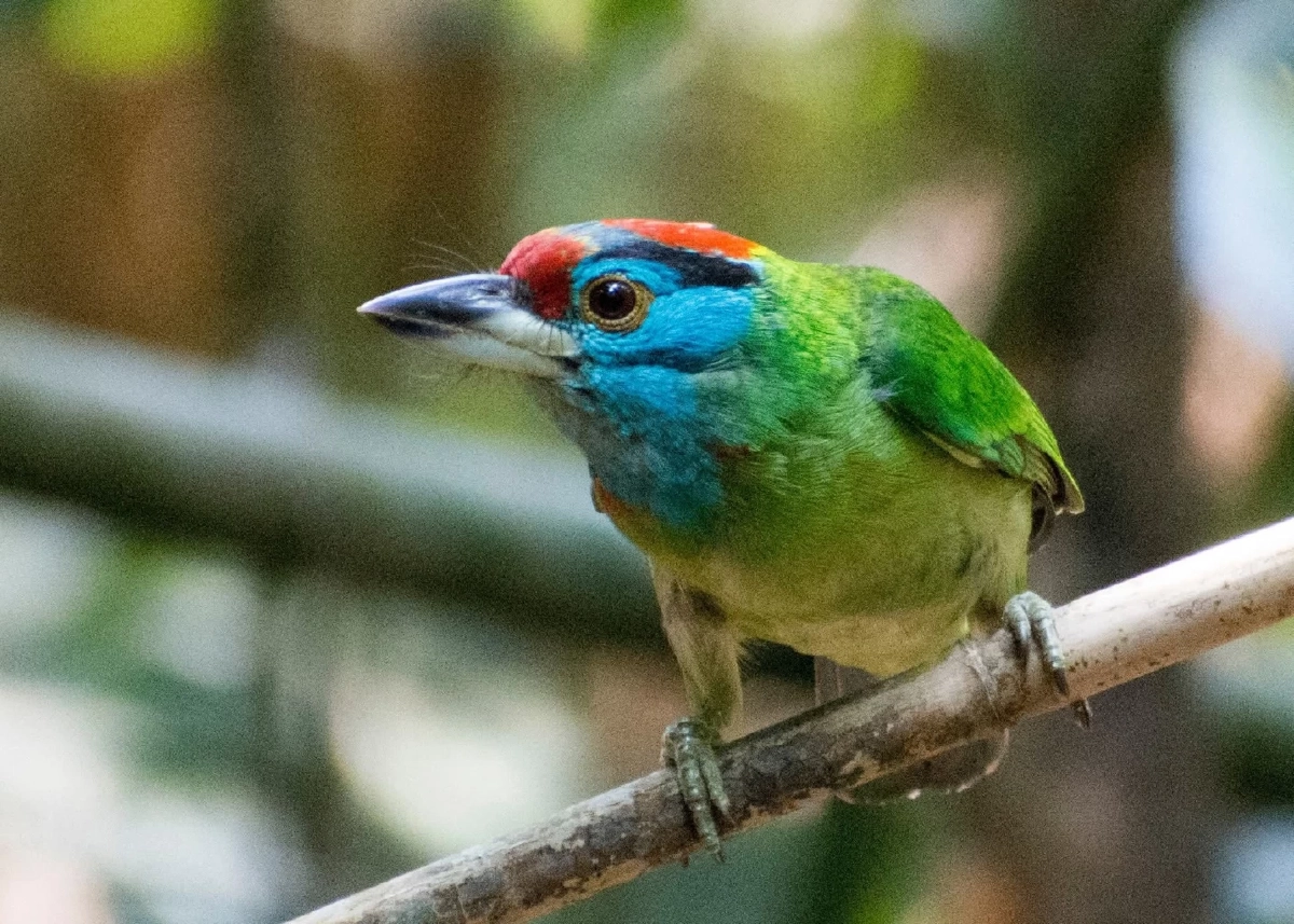 นกโพระดกคอสีฟ้า แห่งผืนป่าอุทยานแห่งชาติตากสินมหาราช