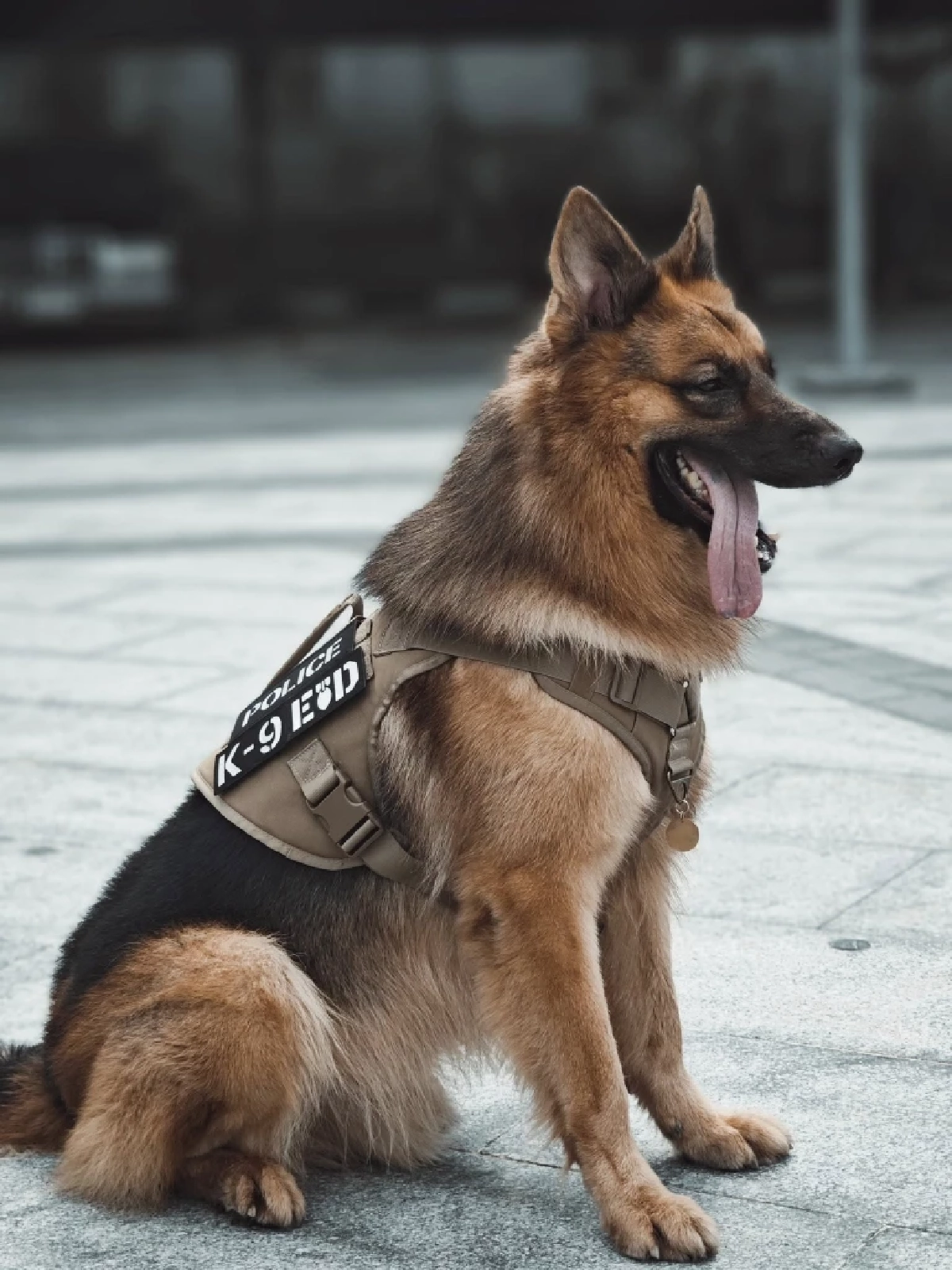 สุดเศร้า! “ซาโบ้” สุนัขตำรวจ K9 จากช่อง “โบกะโบ้” จากไปอย่างสงบ
