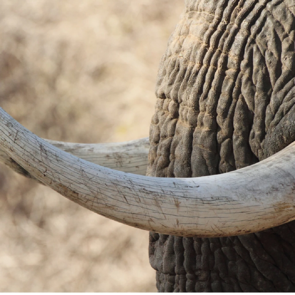 เผยความลับ &quot;งาช้าง&quot; ข้อเท็จจริงทางกายภาพ กฎหมาย และความเชื่อของช้างไทย