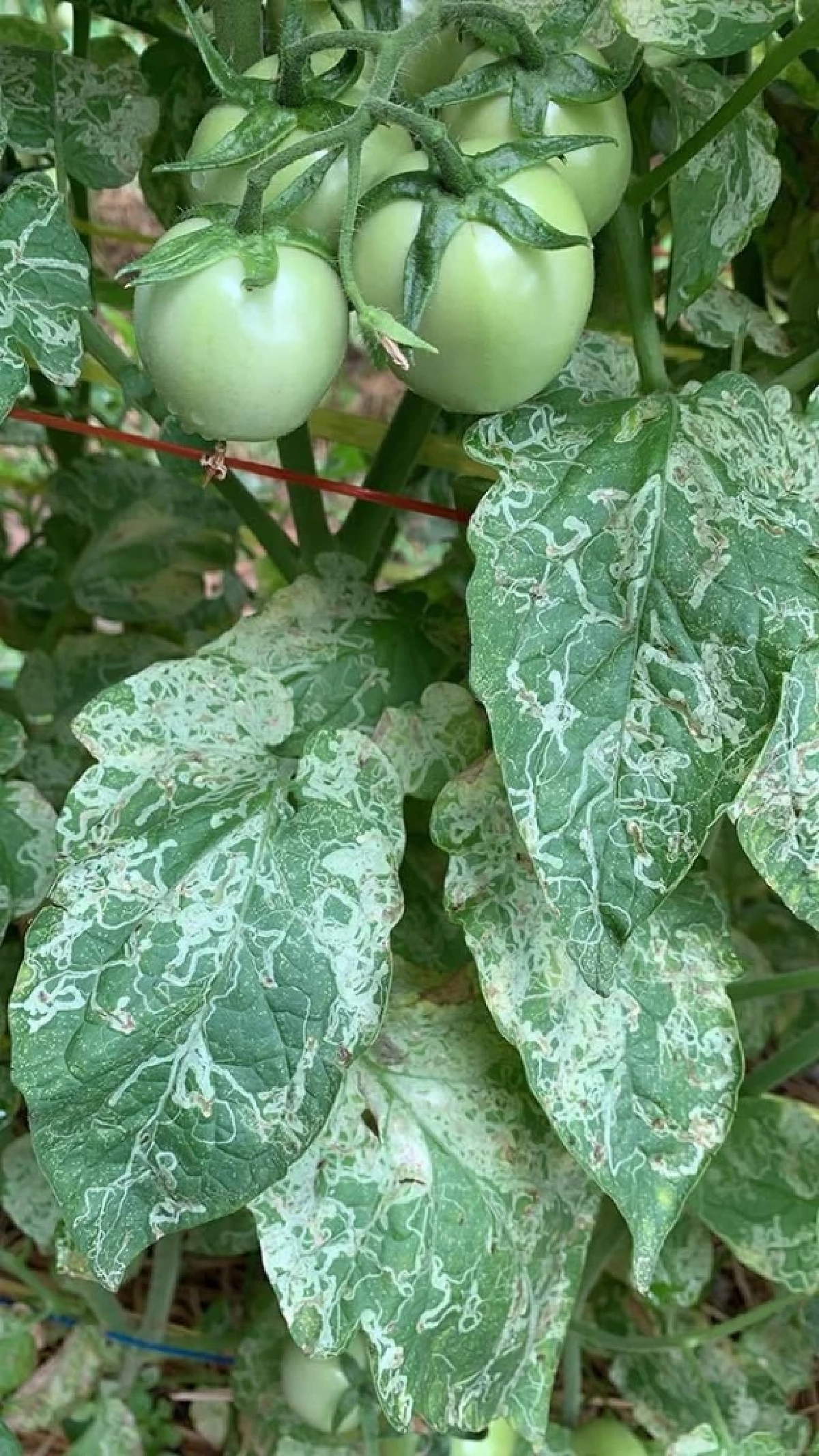 ระวังหนอนแมลงวันชอนใบ และโรคเหี่ยว ทำลายสวนมะเขือเทศ