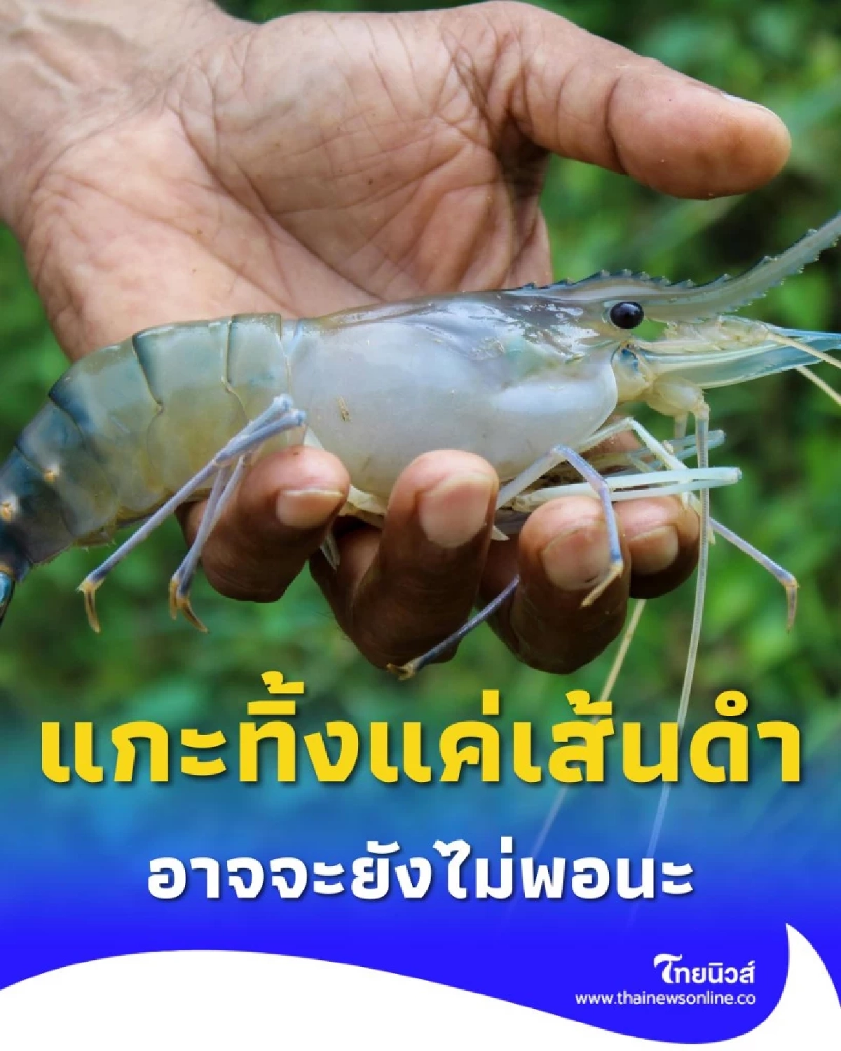 แกะทิ้งแค่ เส้นดำบนหลังกุ้ง อาจจะยังไม่พอนะ มีอีกส่วนที่ไม่ควรพลาด