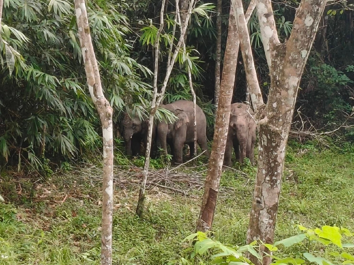 อุทยานฯ สันกาลาคีรีร่วม ตชด. และชาวบ้าน ผลักดันช้างป่า 3 ตัว