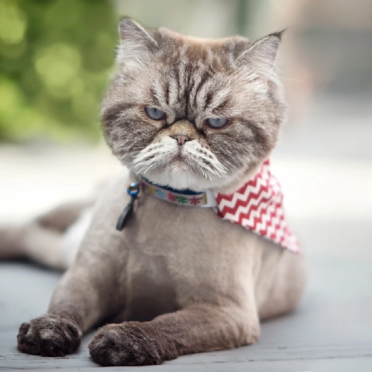 เผยสัญญาณว่าแมวกำลัง “ขอคืนดี”! วิธีง้อแมวให้หายงอนเร็ว ที่เจ้าของต้องรู้