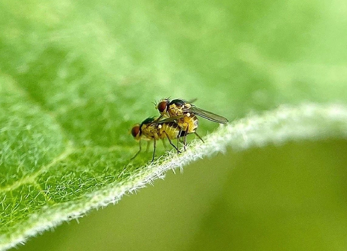 ระวังหนอนแมลงวันชอนใบ และโรคเหี่ยว ทำลายสวนมะเขือเทศ