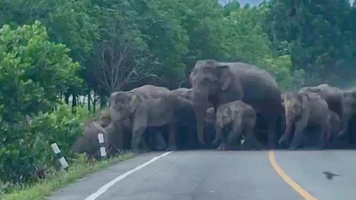 กรมอุทยานฯ ผุดแนวคิด ใช้วัคซีนคุมกำเนิดช้างป่าตะวันออก