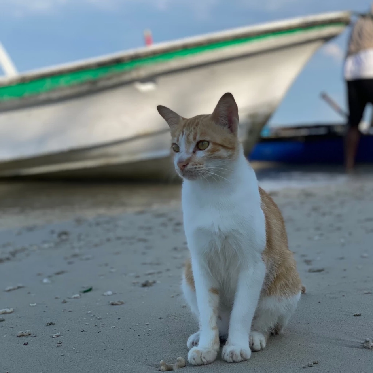 แมวประจำเรือ เครื่องมือพยากรณ์อากาศมีชีวิตของลูกเรือโบราณ