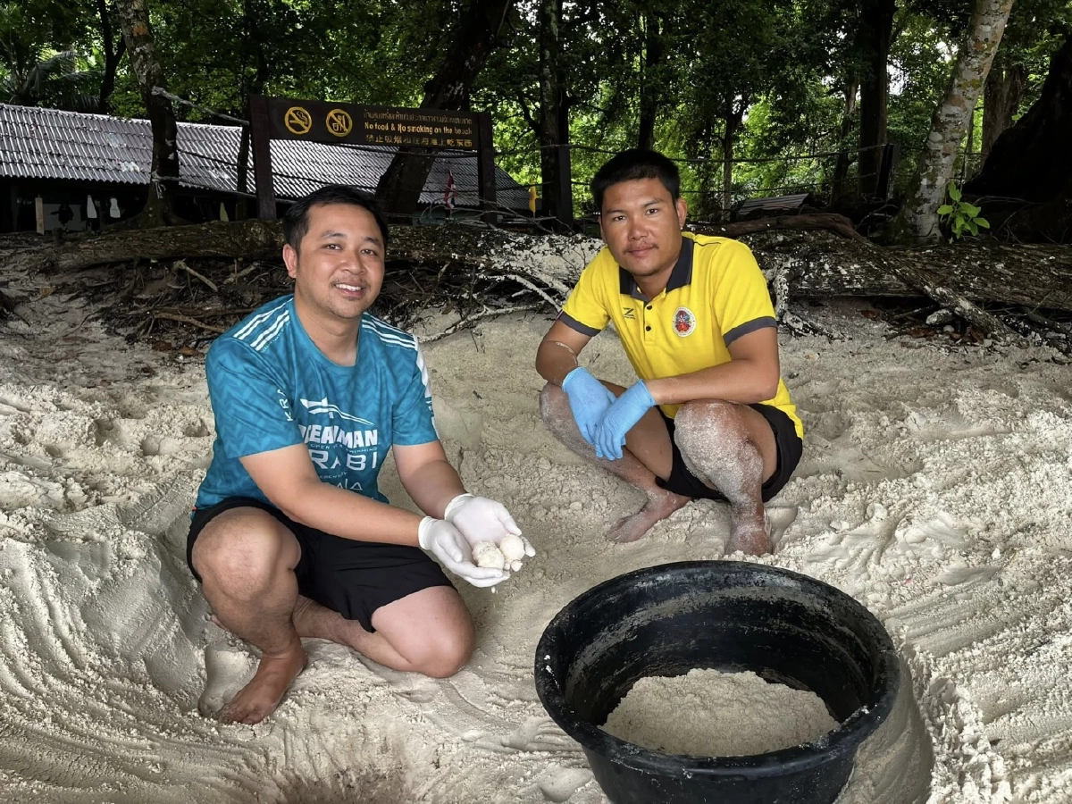 พบ “เต่าตนุ” ขึ้นวางไข่ที่หมู่เกาะสิมิลัน เจ้าหน้าที่เร่งย้ายไข่ 75 ฟองสู่พื้นที่ปลอดภัย