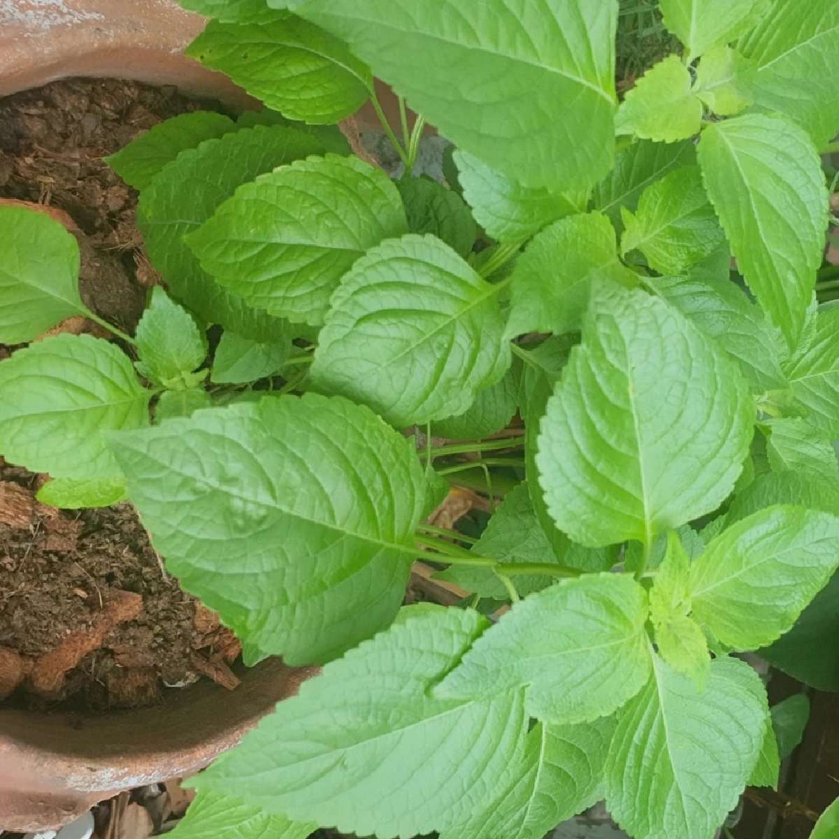 5 ต้นไม้ไล่จิ้งจกและตุ๊กแก วิธีธรรมชาติ ทำบ้านน่าอยู่ ไร้แขกกวนใจ