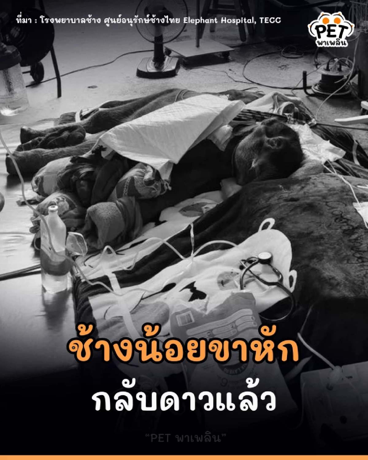 ช้างน้อยวัย 11 วันสิ้นใจ หลังขาหัก “ทีมหมอช้างลำปาง” เผยเป็นเคสแรกของไทยที่พยายามผ่าตัดรักษา